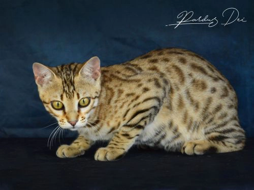 chat bengal